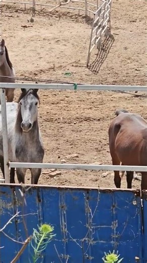 🐎 Wild Horses: A Mare Raising Future Andalusian Stallions | Episode 19🐎🔥