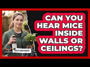 Can You Hear Mice Inside Walls Or Ceilings?