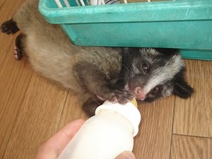 ハクビシン幼獣の身体能力