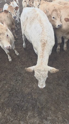 They'll follow you everywhere | High Plains Farmer