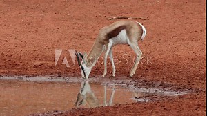 A springbok antelope (Antidorcas marsupialis), drinking at a waterhole, Mokala National Park, South Africa
