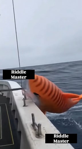 When you expected a fish… but got the whole Pixar character instead | Riddle Master | Facebook
