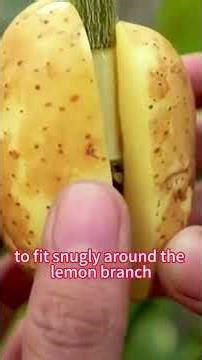 Grow a New Lemon Tree in Weeks! 🍋 The Secret Potato Air Layering Hack