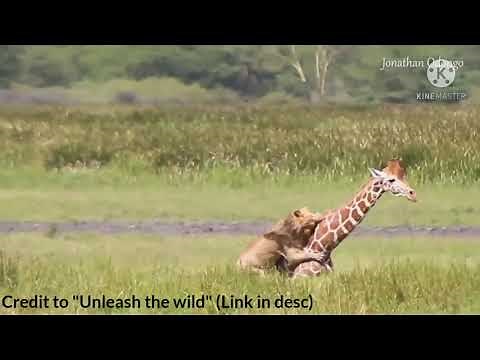 Male lion hunts and kills a large giraffe by HIMSELF