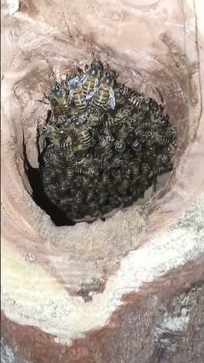 Calm Bees Resting Inside Tree Hole Hive 🐝🌳 | Peaceful Nature Close-Up”