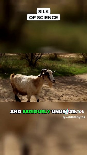 Discover Spider Goats: The Future of Biotech Science