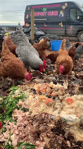 Everyday saving food scraps from landfills #freerangechickens #compostpile #thecompostchick