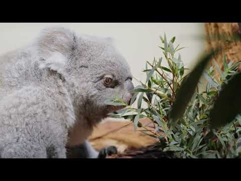 Koala Feeding on Eucalyptus Inside a Zoo