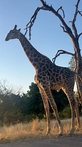 7.2K views · 302 reactions | Watch this beautiful Giraffe as we slowly drive past him in some stunning afternoon light! Great end to a fantastic day! | Wild Photo Africa Safaris | Facebook
