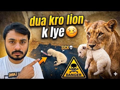 Big problem hogai lion k baby ko Kya huwa ( pets animals videos ) 