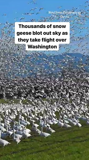 Video shows thousands of geese arriving in Washington, after the semiannual snow goose migration and shows the massive flock taking flight at their winter home. #washington #aninalsoftiktok #birds