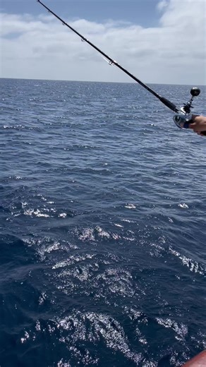 Wide open yft with a popper. Limited out within an hour #yft #yellowfintuna #pacficvoyager #fishing #mexico #tranx #daiwa #saltycrew #popperfishin #topwater #wideopen