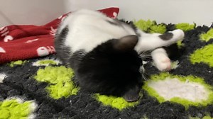 Guten Morgen mit Rotkehlchen 🥰 | Tierheim Koblenz