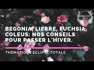 Bégonia, coléus, fuchsia, lierre : conseils d'entretien pour passer l'hiver