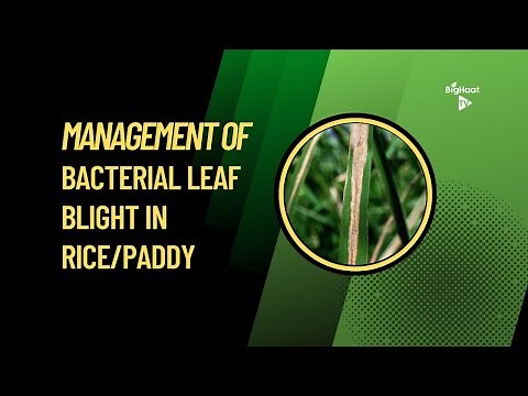 Management of Bacterial Leaf Blight in Rice/Paddy