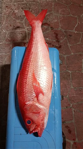 鮮度不錯的特大長尾鳥(長尾濱鯛)
