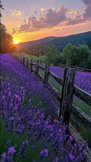 Beautiful Lavender Field Sunset & Peaceful Forest Stream | Relaxing Nature Scenery 🌿🌅