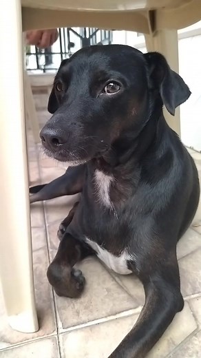 Divertidos Memes de Perritos para TikTok