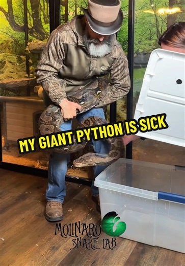 Jinx has been making some unusual sounds. We are going to treat her for a respiratory infection and clean her enclosure. Hopefully the treatment will clean things up in a week or so. #molinarosnakelab #snakecare #giantsnake #fyp #watchmegrow