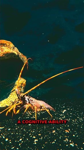 Dolphins Solve 2 Complex Puzzles- Intelligent Creatures Of The Sea ...