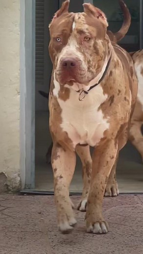 The scary moment when your #bully stops