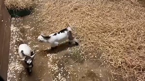 We would like to introduce everyone to our Pygmy Goat kids, Maggie and Charlie - The newest arrivals at Almond Valley ❤️🐐 | Almond Valley Heritage Centre