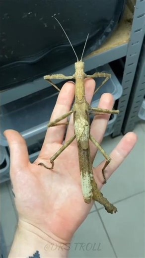 Stunning Animal Growth transformation! 💀