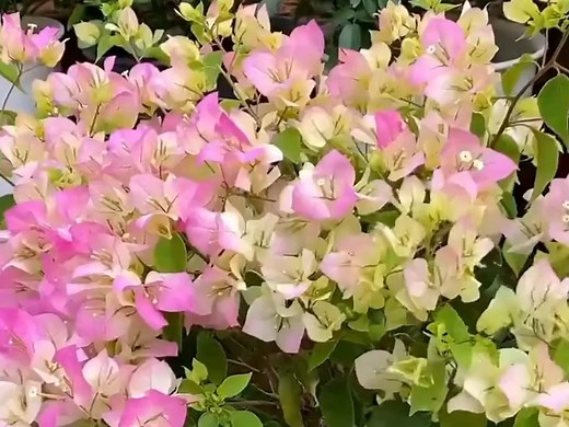 二三月是开花结果植物的花芽分化期，一定要打好基础