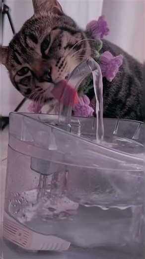 These Funny Cats Will Instantly Boost Your Mood! (Try Not to Smile Challenge 😹)