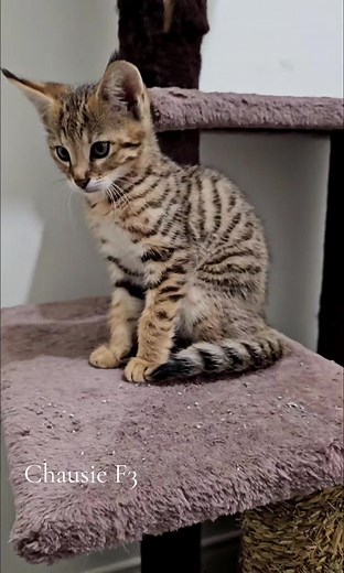 Xira est une Magnifique Chausie F2 HP. Le Chausie est une race hybride comme le Savannah, il provient du Jungle Cat. Ce sont de vrai chats-chiens. Ils sont intelligents et le lien que l'on dévellope avec eux est vraiment spécial. Elle sera prête pour de nouvelles aventures pour la fin août. Elle 👀 pour sa 🏡 pour la vie. ℹ️✍️✈️ Xira is a beautiful F2 HP Chausie. The Chausie is a hybrid breed like the Savannah, they comes from the Jungle Cat. These are real dog cats. They're smart and the connec