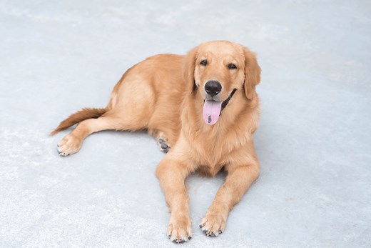 5-Month-Old Golden Retriever: Behaviors, Feeding and Training