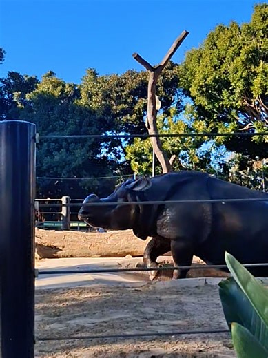 Maza: The Charming Indian Rhino at San Diego Zoo