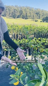 Here's a quick look at a 3 year old Lemon Lime Fruit Salad Tree that has been grown in a pot. The lemons and limes have different stages of fruiting - watch as Kerry explains each stage. | Fruit Salad Trees