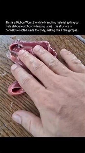 UNSEEN LIFE on Instagram: "The ribbon worm, scientifically known as a member of the phylum Nemertea, is a fascinating invertebrate recognized for its elongated, ribbon-like body and extraordinary predatory abilities. Found in marine, freshwater, and terrestrial environments, ribbon worms are especially common in coastal habitats where they hide under rocks, sand, or seaweed. Their flexible, soft bodies range dramatically in size- from just a few millimeters to over 30 meters, with the bootlace w