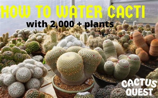 【搬运】 Cactus Quest 探访 Peter W Plants（精编版）