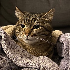 spo0pykitten - Twitch