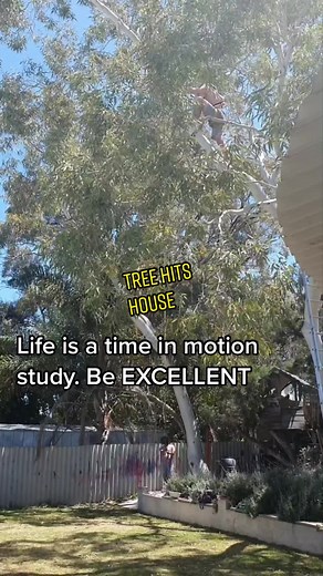 #treelopper #closecall #stihl #arborist