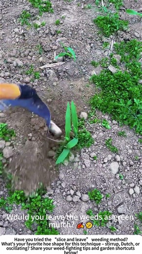Weeding with a Hoe – Fast, Chemical‑Free Garden Care 🧑‍🌾🌱