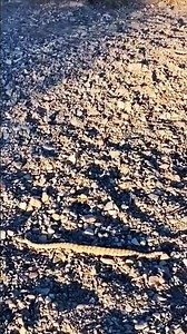 😱 RATTLESNAKES are OUT In Quartzsite 2025 😱 #snake #quartzsite