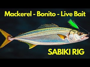 Boost Your Catch Rate 🎣 | Sabiki Rig Step-by-Step for Bluefish & Bonito
