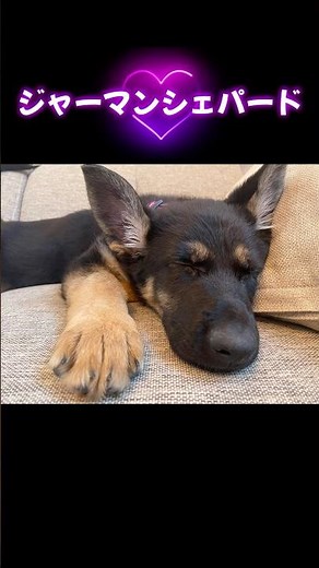 [Too cute German Shepherd] #GermanShepherd #LargeDog #germanshepherd #Healing