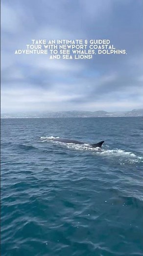 Whale Watching in Newport Beach 🐋🌊