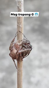 499K views · 2.8K reactions | Mag tropa 略 #kadagit | Ryan Kadagit | Facebook