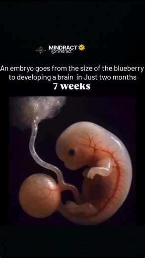 MINDRACT on Instagram: "This video offers a captivating look at the key stages of human embryonic development—from fertilization to the early formation of organs. It begins with a single-cell zygote and follows its journey through rapid cell division, implantation in the uterine wall, and the formation of the blastocyst. As development continues, the animation highlights major biological milestones such as gastrulation, germ layer formation, cell differentiation, and the emergence of primitive o