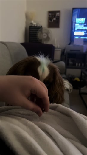 #cavalier #cavalierkingcharlesspaniel #dog #training #smartdog