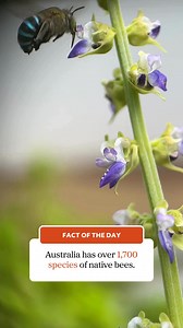 🔎 Fact of the Day Did you know Australia has over 1,700 species of native bees! #ausgeo #seeaustralia #factoftheday #worldbeeday #bees #australianbees #bluebee | Australian Geographic