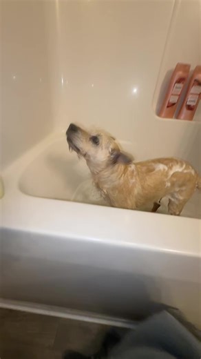 Dixie (@realityrat)’s video of Dixie D'Amelio And Noah Beck