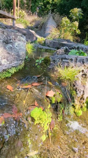 【鹿児島】旧島津氏玉里庭園｜#ASMR #japantravel #kagoshima #japanvlog #japanesecalligraphy #visitjapan #shorts