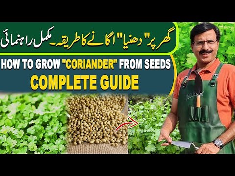 How to grow "Coriander" from seeds, complete guide | Gardening With Javed Iqbal