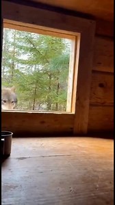 36K views · 8.7K reactions | Momma wolf finds a new home for her pup | AI Dog Scientist | Facebook